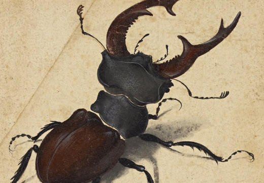 Kreative Werkstatt - Insektenwunderakademie 